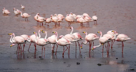 Photo sur Plexiglas Flamant Group of James Flamingos (Phoenicoparrus jamesi) at Laguna Colorada (Bolivia)