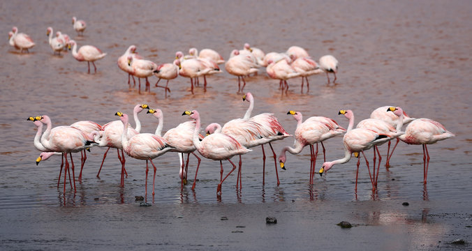 Group of James Flamingos (Phoenicoparrus jamesi) at Laguna Colorada (Bolivia)