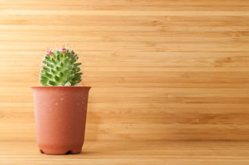 Cactus in the pot.