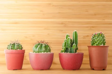 Foto op Plexiglas Cactus in pot Cactussen in de pot.