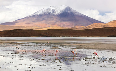 Laguna Hedionda with flamingos (Bolivia)