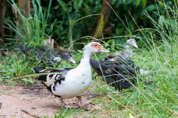 Duck herd in park