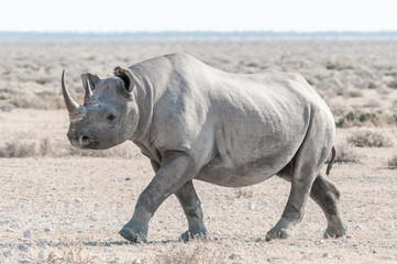Fototapeta premium Black rhino covered with white calcrete dust, walking