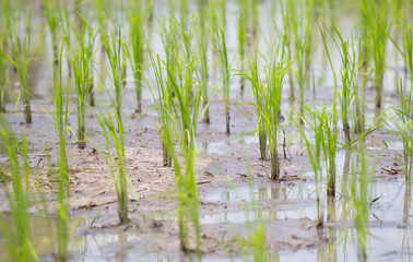 Obraz premium rice