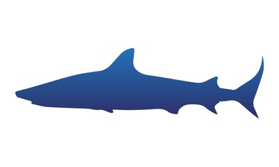 shark siluet