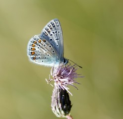 Hauhechel-Bläuling (Polyommatus icarus) auf einer Acker-Kratzdistel (Cirsium arvense)