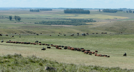 Fototapeta na wymiar Fazenda de gado