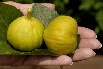 Two Ripe Figs Shown on a Fig Leaf