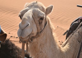 Camel albinos