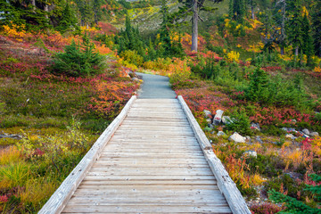 Wooden path through a forest of fall colors