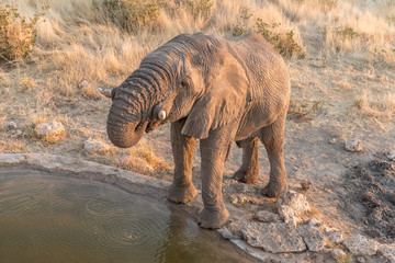 Fototapeta na wymiar African Elephant, Loxodonta africana, at a waterhole