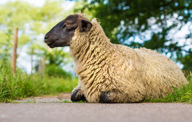 ein Schaf auf einem Bauernhof