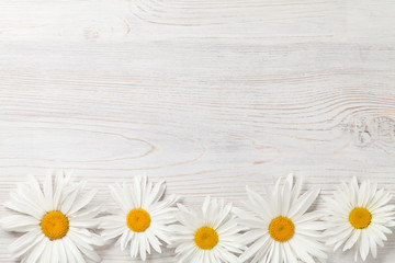 Obraz premium Garden chamomile flowers