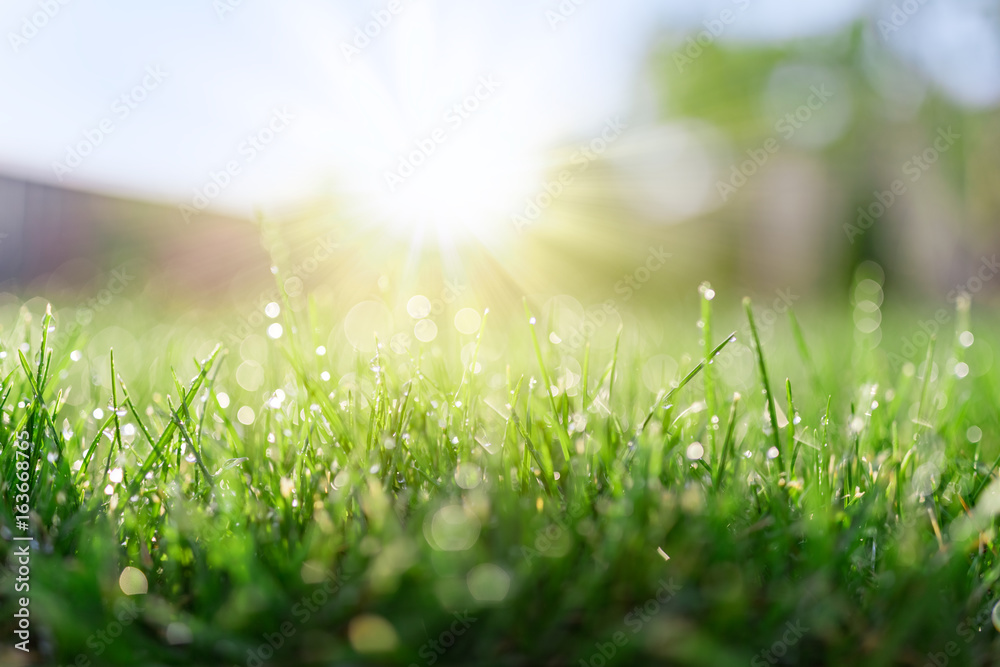 Poster Grass field in sunny morning