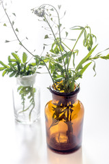 Fresh medicinal herbs in glass on white background