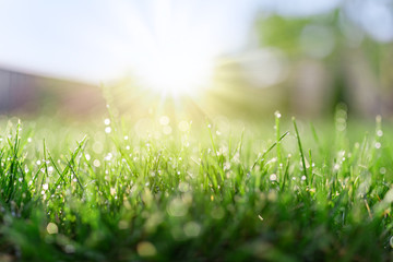 Fototapeta premium Pole trawy w słoneczny poranek