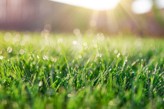 Grass field in sunny morning