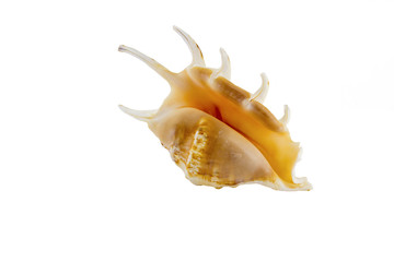 Beautiful sea shell,Lambis chiragra, isolated on white background For posters, sites, business cards, postcards, interior design, labels and stickers.