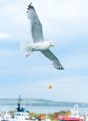Seagull catching bread