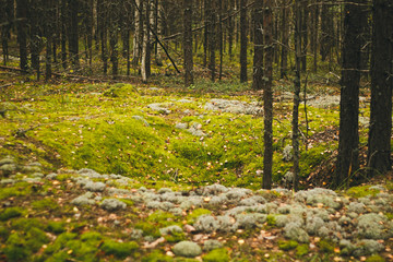 Forest moss