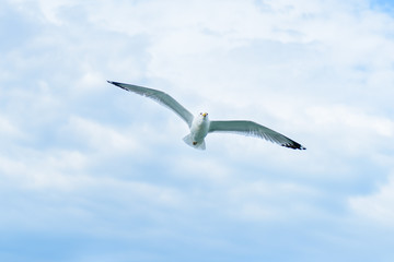 Seagull flying in the sky