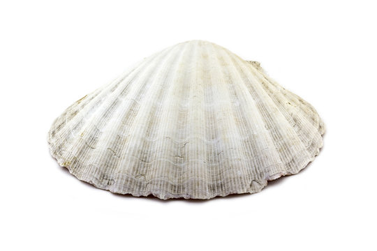 รูปภาพChlamys เลือกดูภาพถ่ายสต็อก เวกเตอร์ และวิดีโอ128 Adobe Stock