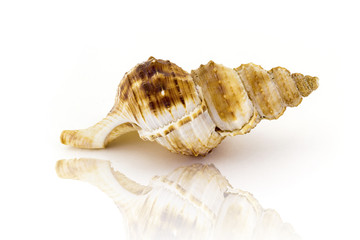 Beautiful sea shell,Nobilis Bursa, isolated on white background