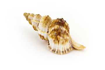 Beautiful sea shell,Nobilis Bursa, isolated on white background