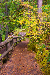 Hiking trail through a forest in the fall.