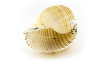 Beautiful sea shell,Galea Tonna, isolated on white background For posters, sites, business cards, postcards, interior design, labels and stickers.