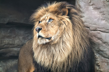 Fototapeta na wymiar Wild Lion