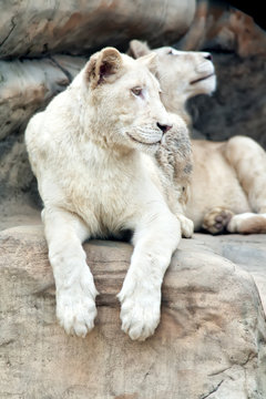 Lioness albino resting