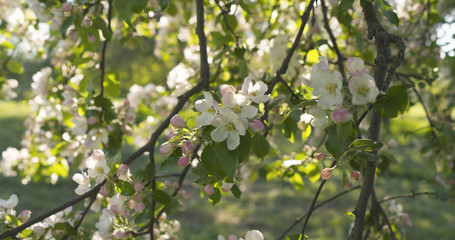 slow motion handheld pan shot of light pink apple tree blossom