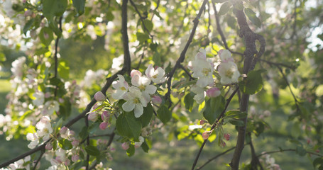 slow motion handheld pan shot of light pink apple tree blossom