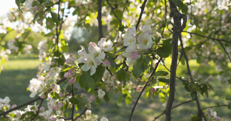 slow motion handheld pan shot of light pink apple tree blossom