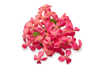pink Ixora flower isolated on white.