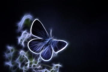 Argus-bleu Fractalius © Marc Andreu