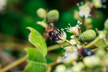 macro close up of a female stingless honey bee on leafs and flowers, a summer and sunny day.