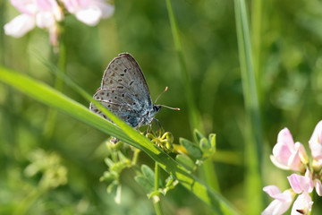 Butterfly on purple flower... the front View.