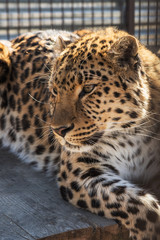 Fototapeta na wymiar Portrait of the leopard