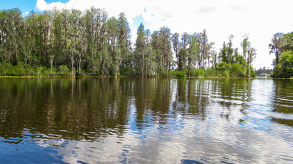Florida trees along Lake Parker Odessa Florida scene 6