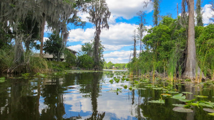 Florida trees along Lake Parker Odessa Florida scene 7