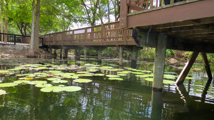 Dock over Florida Pond Lily Pads