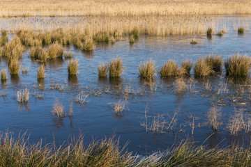 Cane Fields Water Giethoorn
