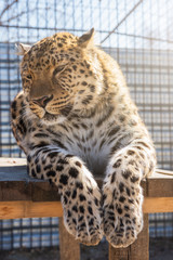 Portrait of the leopard