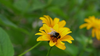 Hummel