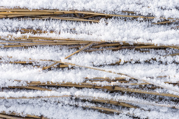Hoarfrost on Cane