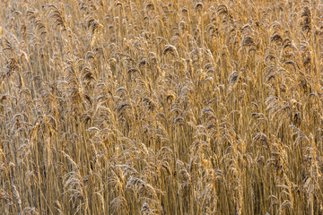 Reed in Wintertime Giethoorn