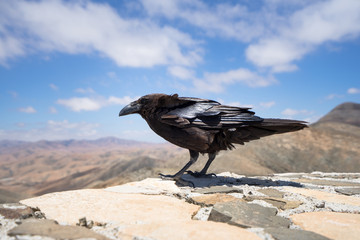 crow on fuerteventura
