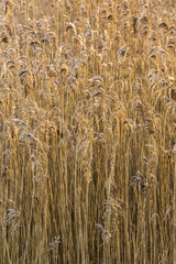 Reed in Wintertime Giethoorn